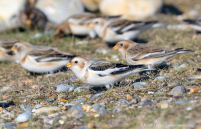 Snow Bunting 