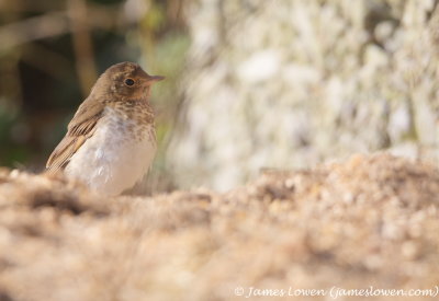 Swainson's Thrush 