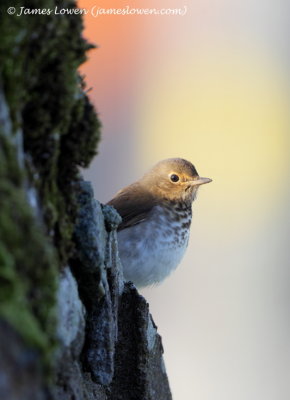 Swainson's Thrush 