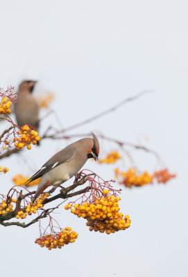 Waxwing 