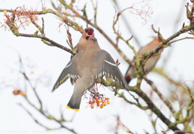 Waxwing 