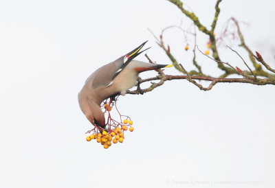 Waxwing 