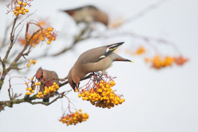 Waxwing 