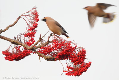 Waxwing 