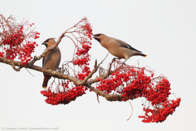 Waxwing 