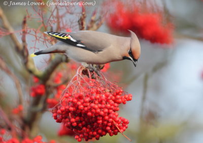 Waxwing 