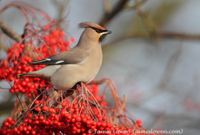 Waxwing 