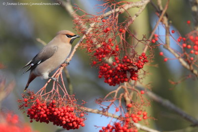 Waxwing 