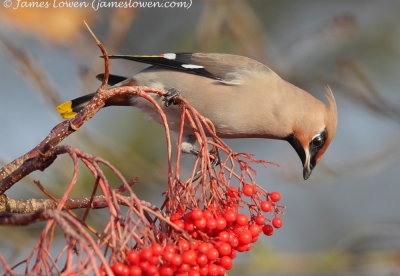 Waxwing 
