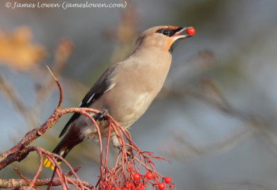 Waxwing 