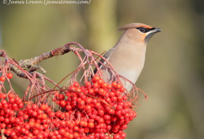 Waxwing 