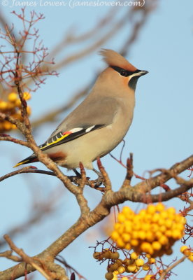 Waxwing 