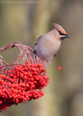 Waxwing 