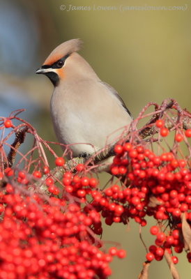 Waxwing 