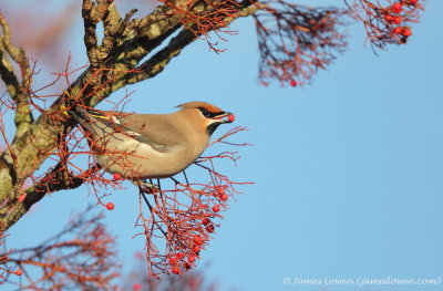 Waxwing 