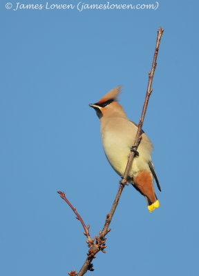 Waxwing 