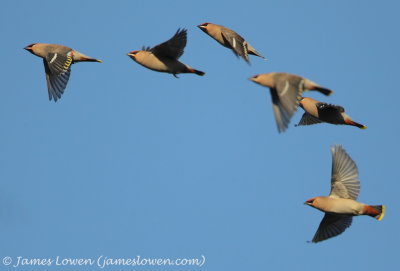 Waxwing 