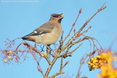 Waxwing