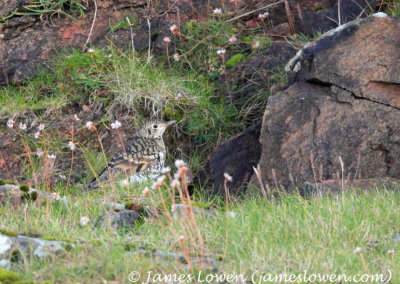 White's Thrush 