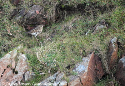 White's Thrush 