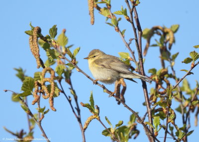 Willow Warbler 