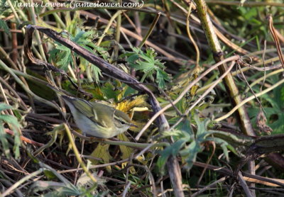 Yellow-browed Warbler 