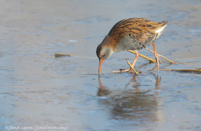 Water Rail