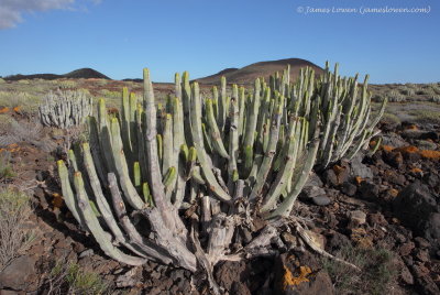 scenery, Tenerife