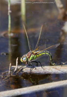 Hairy Dragonfly 
