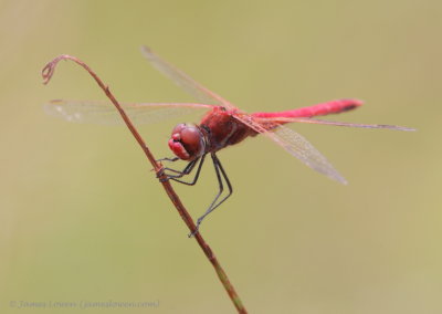 Red-veined Darter