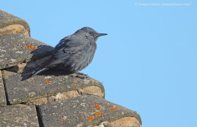 Blue Rock Thrush 