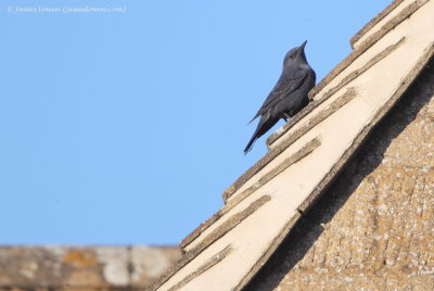 Blue Rock Thrush 