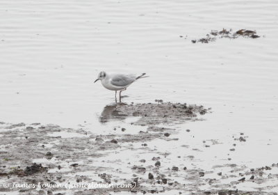 Bonaparte's Gull 