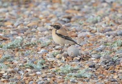 Desert Wheatear 