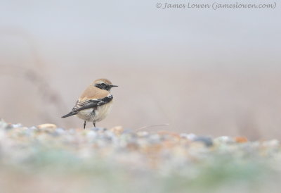 Desert Wheatear 