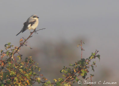 Lesser Grey Shrike 