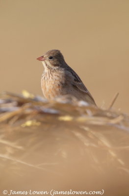 Ortolan Bunting 