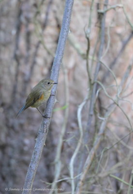 Red-flanked Bluetail 
