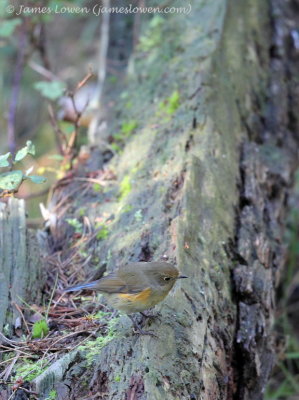 Red-flanked Bluetail 