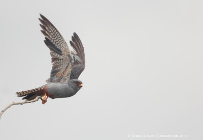 Red-footed Falcon 