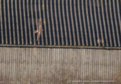 Pallid Harrier