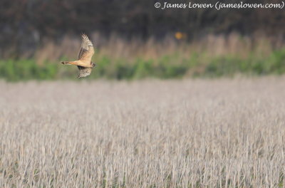 Pallid Harrier