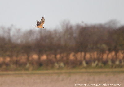 Pallid Harrier