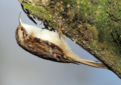 Common Treecreeper