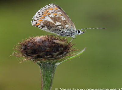 Northern Brown Argus