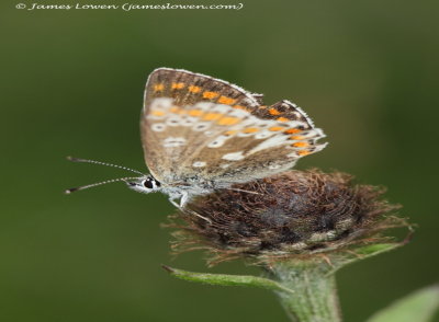 Northern Brown Argus