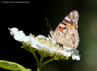 Painted Lady 