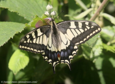 Swallowtail 