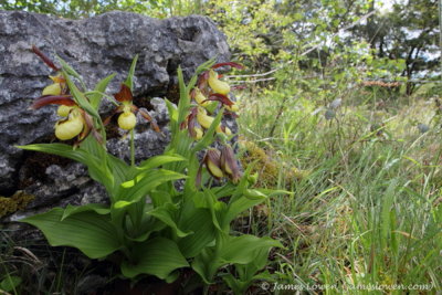 Lady's Slipper