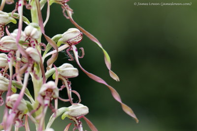 Lizard Orchid 